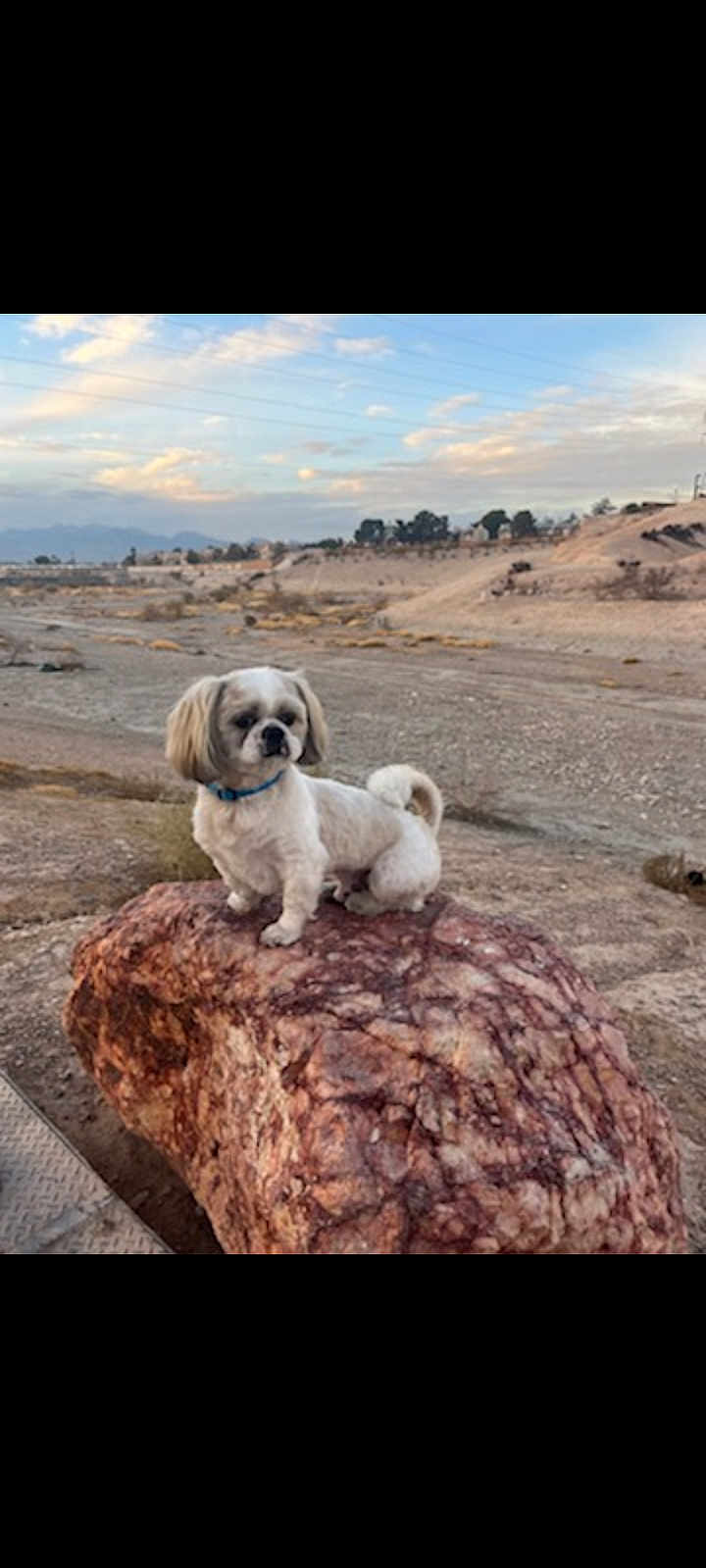 Milo is registered to the contest to win money with this photo: dog, white_dog, rock, desert, outdoor, landscape, blue_collar, pet, animal, nature, sky, clouds, sunset, small_dog, fur, tail, quiet, scenic, adventure, cute