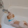 Milo joined the competition — help win amazing prizes! dog, bathtub, water_faucet, drinking, bandana, white_tiles, indoor, pet, clean, fur, small_dog, bathroom, animal, side_view, white, brown, curly_tail, tile_wall, no_people, domestic