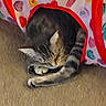 cat, tabby, sleeping, tunnel, heart_pattern, carpet, indoor, pet, cozy, resting, feline, striped, cute, animal, soft, colorful, playful, relaxed, small, fur