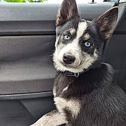 Aska a rejoint le concours — aidez-le/la à gagner de superbes lots ! dog, puppy, husky, blue_eyes, car_interior, seat, window, ear, fur, black_and_white, pet, animal, canine, sitting, young, curious, collar, portrait, indoor, daylight