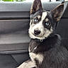 dog, puppy, husky, blue_eyes, car_interior, seat, window, ear, fur, black_and_white, pet, animal, canine, sitting, young, curious, collar, portrait, indoor, daylight