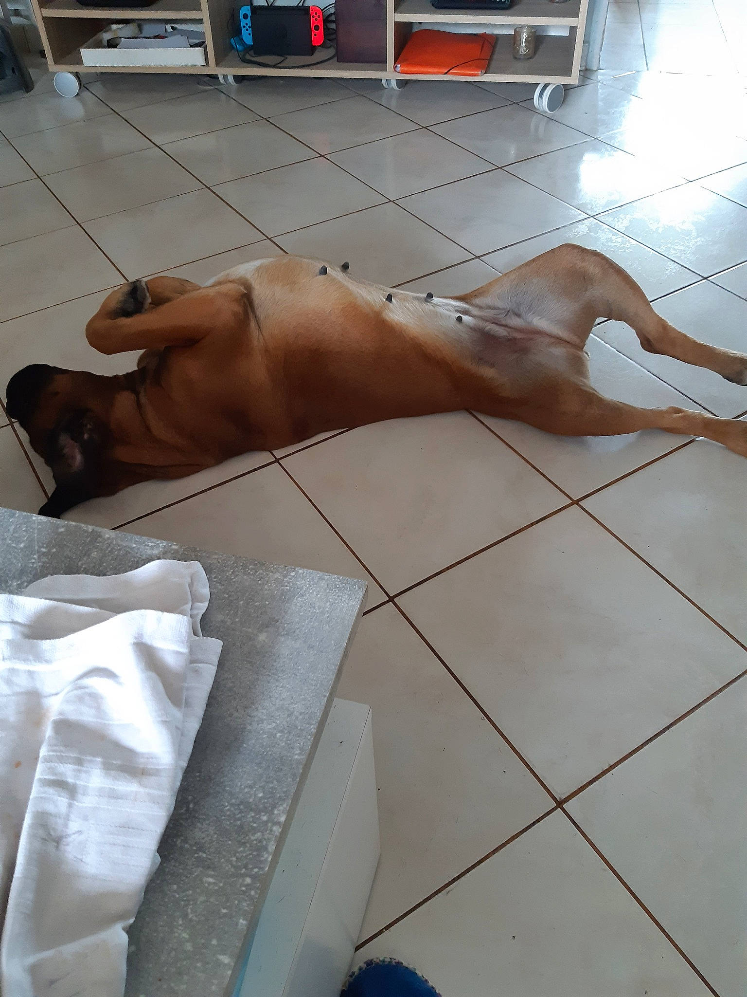 Cannelle