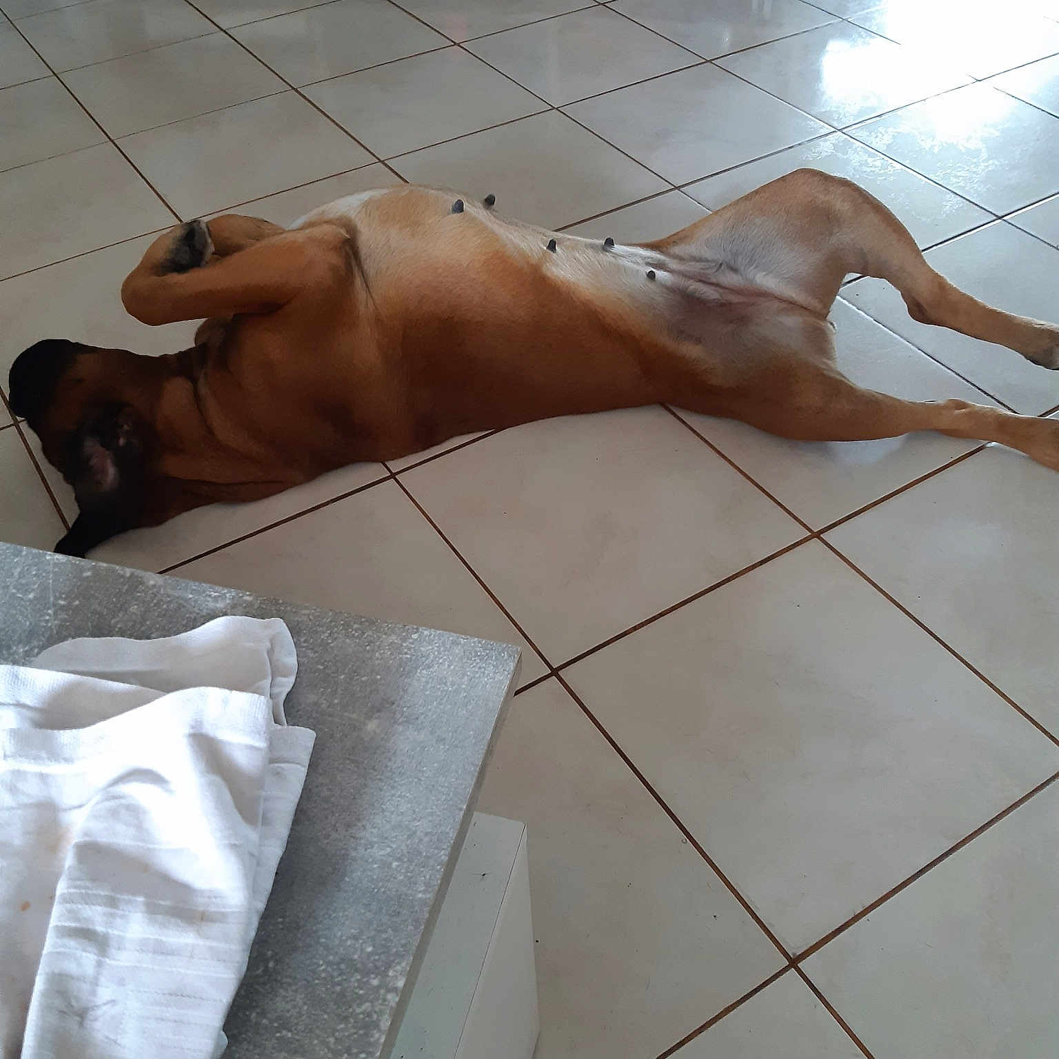 Cannelle