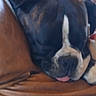 dog, sleeping, resting, couch, leather, brown, black_and_white, pet, animal, cozy, tongue_out, indoor, close_up, face, fur, relaxation, domestic_animal, companion, cute, napping