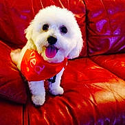 Polo joined the competition — help win amazing prizes! dog, white_dog, bandana, red_bandana, pet, cute, tongue_out, leather_couch, red_couch, indoor, small_dog, happy, fluffy, animal, friendly, companion, sitting, fur, domestic_animal, portrait