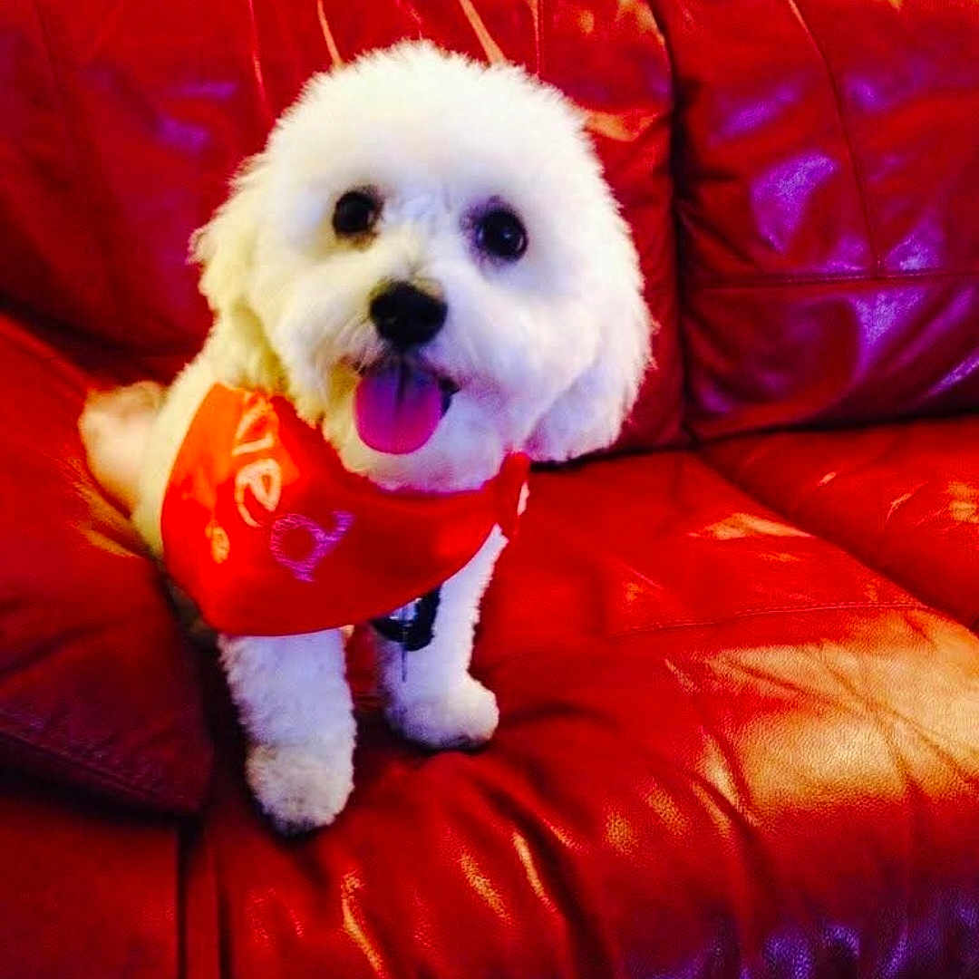 Polo joined the competition — help win amazing prizes! animal, bandana, companion, cute, dog, domestic_animal, fluffy, friendly, fur, happy, indoor, leather_couch, pet, portrait, red_bandana, red_couch, sitting, small_dog, tongue_out, white_dog