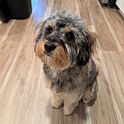 Max joined the competition — help win amazing prizes! dog, pet, indoor, wooden_floor, curly_hair, brown, black, fur, cute, animal, companion, waiting, looking_up, small_dog, adorable, domestic, canine, friendly, household, portrait