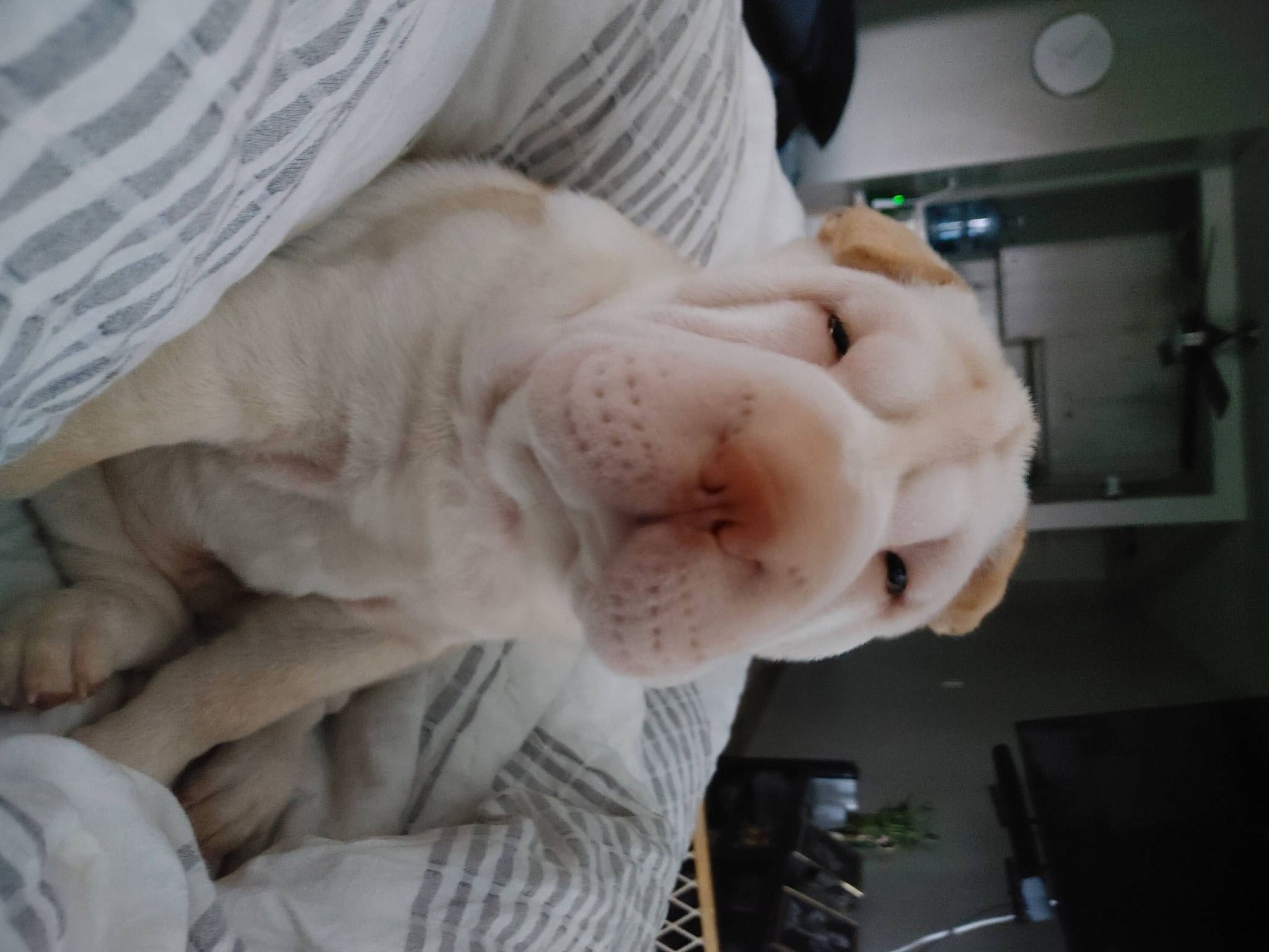 Tobie joined the competition — help win amazing prizes! child, comfort, companion_dog, elbow, felidae, flesh, fur, gesture, jaw, nail, room, small_to_medium_sized_cats, sporting_group, thumb, whiskers, wrinkle, wrist