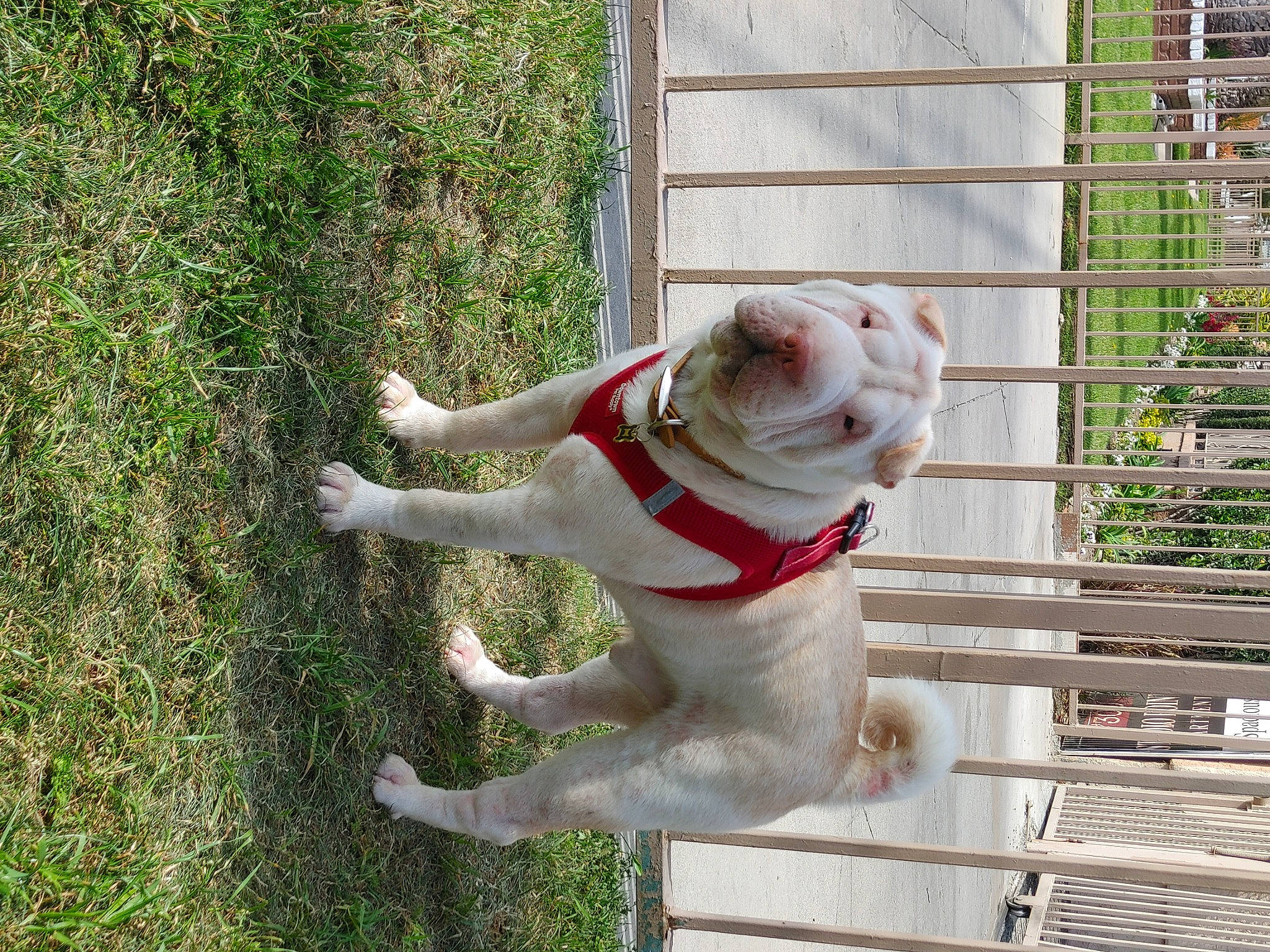 Tobie is registered to the contest to win money with this photo: ancient_dog_breeds, canidae, carnivore, collar, companion_dog, dog, dog_breed, dog_collar, dog_supply, fawn, grass, leash, non_sporting_group, pet_supply, plant, sporting_group, tail, tree, wood, working_animal