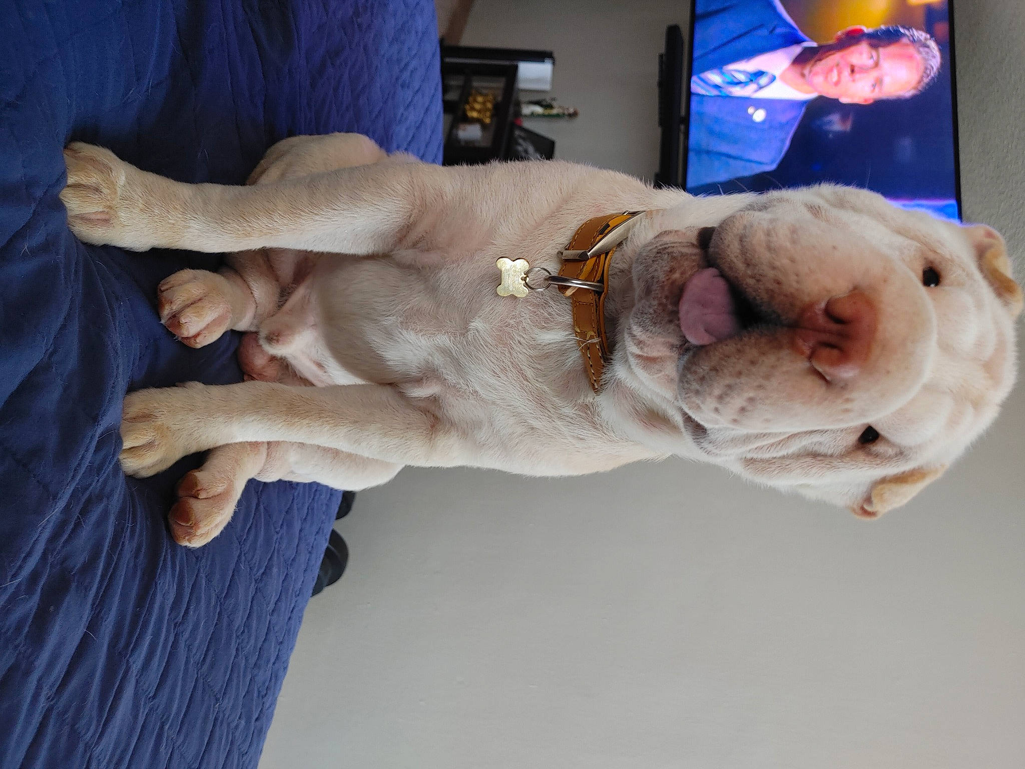 Tobie joined the competition — help win amazing prizes! abdomen, canidae, chest, comfort, companion_dog, display_device, dog_breed, elbow, fawn, flesh, foot, fur, human_leg, knee, linens, sporting_group, tail, thigh, trunk, wrist