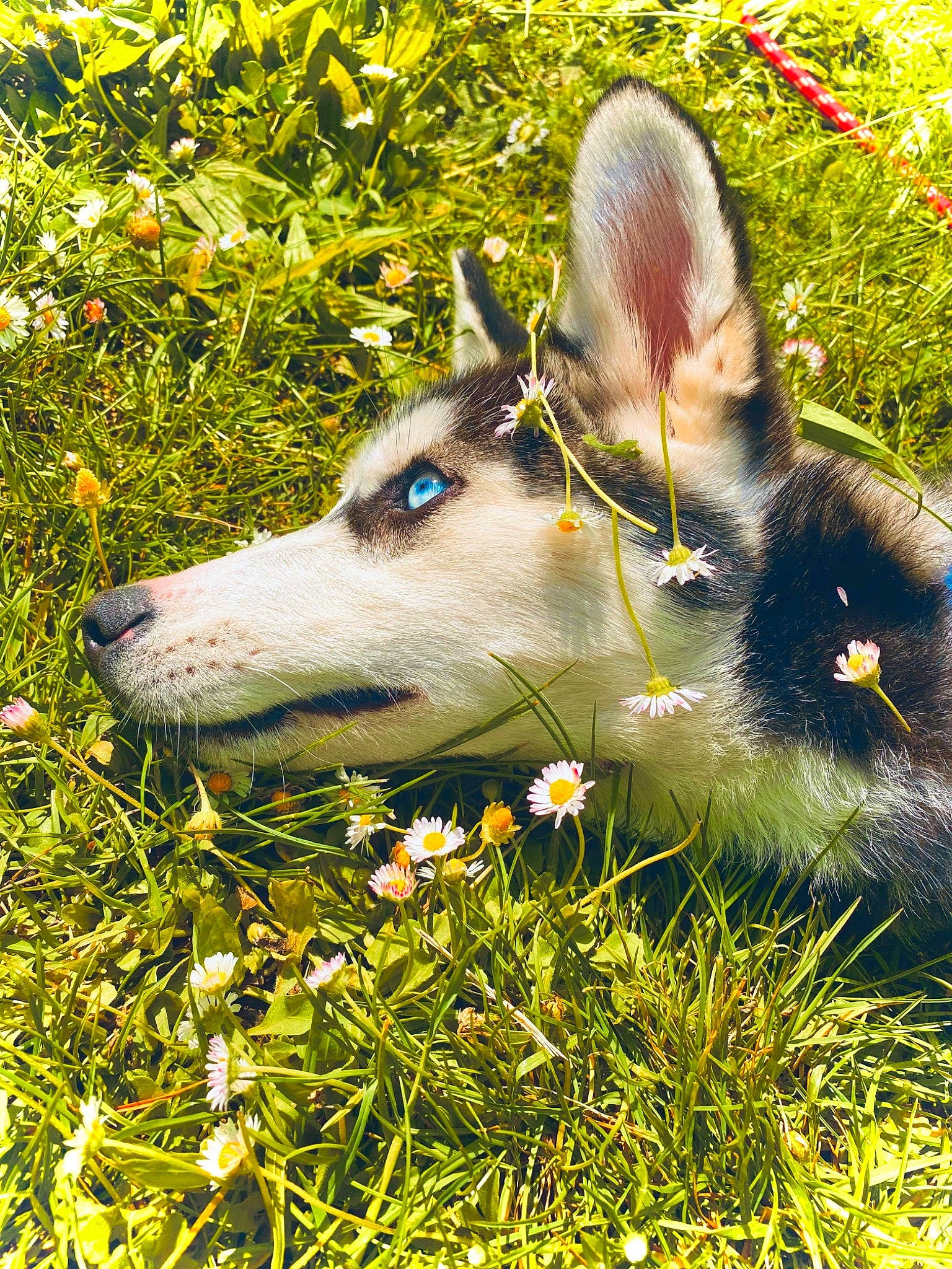Caspian joined the competition — help win amazing prizes! carnivore, dog, dog_breed, fawn, fur, grass, grass_family, grassland, groundcover, happy, lawn, meadow, nature, pasture, people_in_nature, plant, snout, terrestrial_animal, whiskers, working_animal