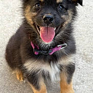 Concho is registered to the contest to win money with this photo: puppy, dog, happy, tongue_out, collar, fur, black_fur, brown_fur, white_paws, cute, pet, animal, sitting, close_up, outdoor, canine, young_dog, smiling, portrait, friendly