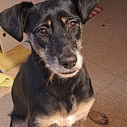 Loly a rejoint le concours — aidez-le/la à gagner de superbes lots ! black_and_tan, canine, chest, companion, cute, dog, domestic_animal, ears, eyes, face, floor, fur, indoor, looking_up, nose, paws, pet, sitting, tile, whiskers