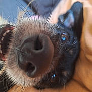 Loly participe au concours pour gagner de l'argent avec cette photo : dog, close_up, nose, teeth, mouth, fur, whiskers, eye, black_fur, pet, animal, snout, playful, curious, portrait, canine, face, domestic_animal, indoor, closeup