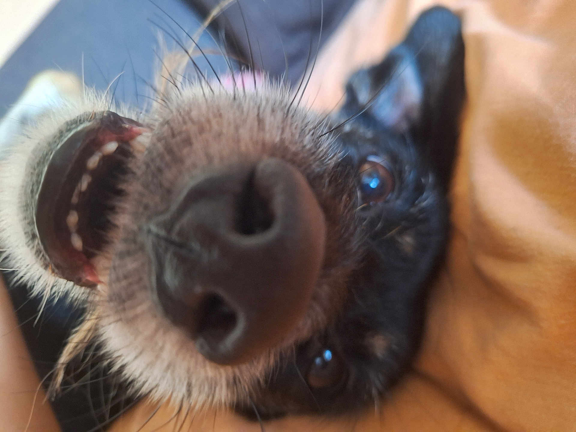 Loly participe au concours pour gagner de l'argent avec cette photo : dog, close_up, nose, teeth, mouth, fur, whiskers, eye, black_fur, pet, animal, snout, playful, curious, portrait, canine, face, domestic_animal, indoor, closeup