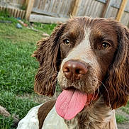 Murphy is registered to the contest to win money with this photo: dog, brown, white, tongue_out, close_up, outdoor, grass, fence, pet, animal, canine, ears, happy, playful, nature, portrait, fur, muzzle, snout, summer