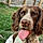 Murphy
