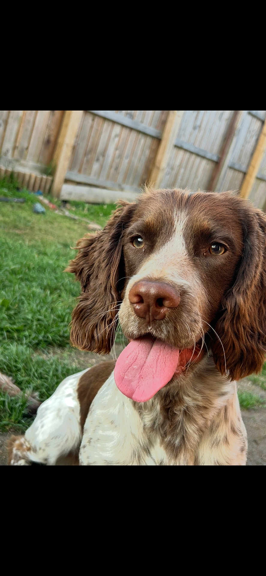 Murphy is registered to the contest to win money with this photo: dog, brown, white, tongue_out, close_up, outdoor, grass, fence, pet, animal, canine, ears, happy, playful, nature, portrait, fur, muzzle, snout, summer