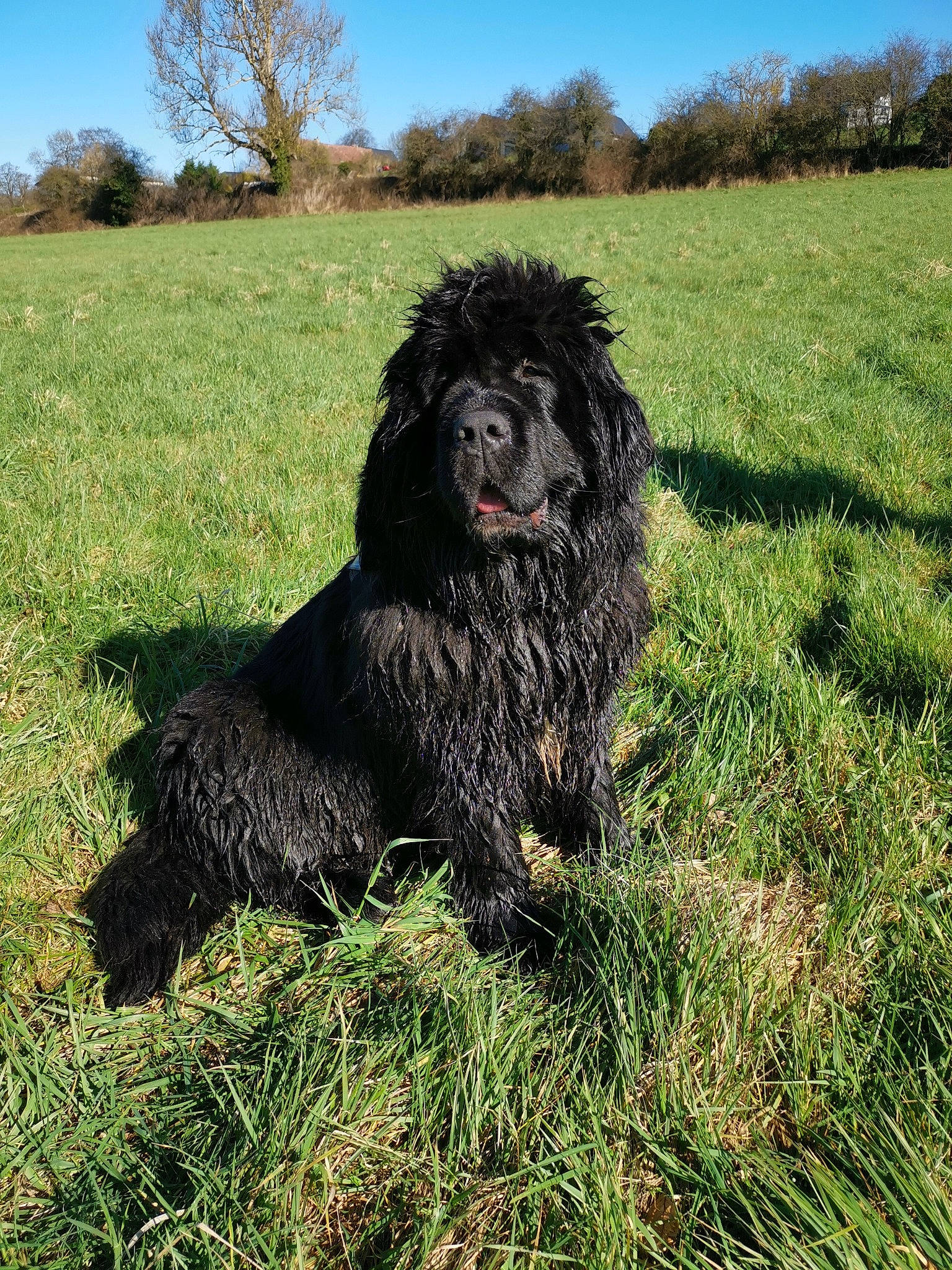 Rosine participe au concours pour gagner de l'argent avec cette photo : canidae, carnivore, companion_dog, dog, dog_breed, giant_dog_breed, grass, grassland, non_sporting_group, plant, sky, spaniel, sporting_group, tail, terrestrial_animal, terrier, tree, water_dog, working_animal, working_dog