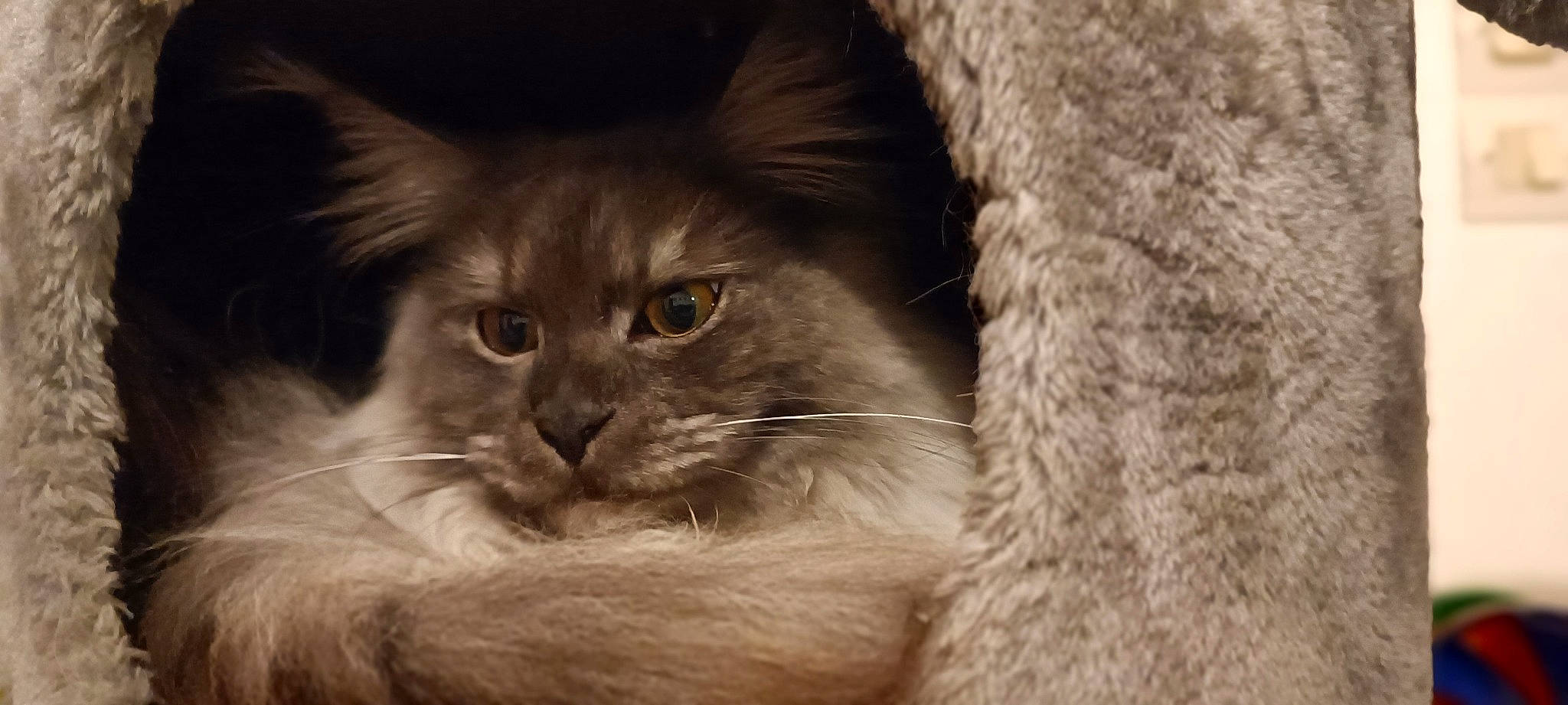 Tennessee a rejoint le concours — aidez-le/la à gagner de superbes lots ! carnivore, cat, felidae, fur, laperm, maine_coon, small_to_medium_sized_cats, terrestrial_animal, whiskers