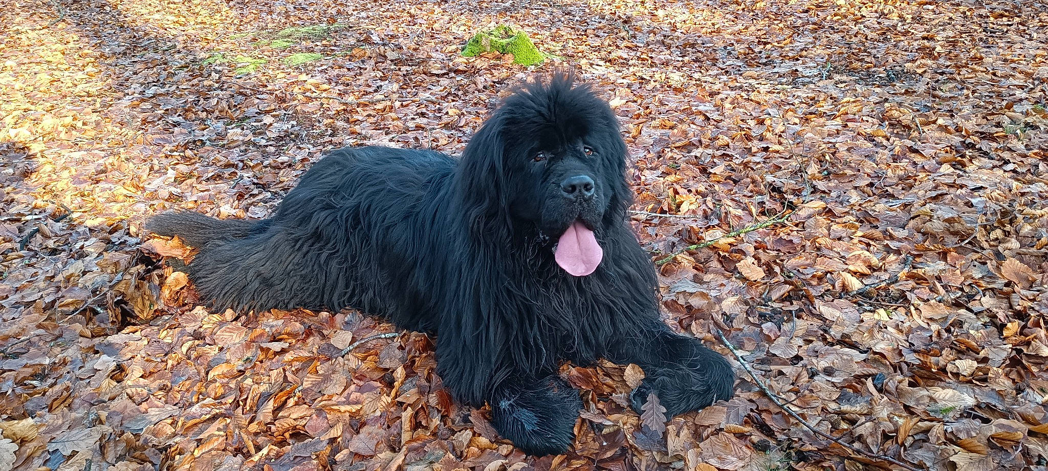Pearl participe au concours pour gagner de l'argent avec cette photo : canidae, carnivore, companion_dog, dog, dog_breed, fur, gaddi_kutta, grass, liver, newfoundland, snout, soil, sporting_group, terrestrial_animal, water_dog, working_animal, working_dog