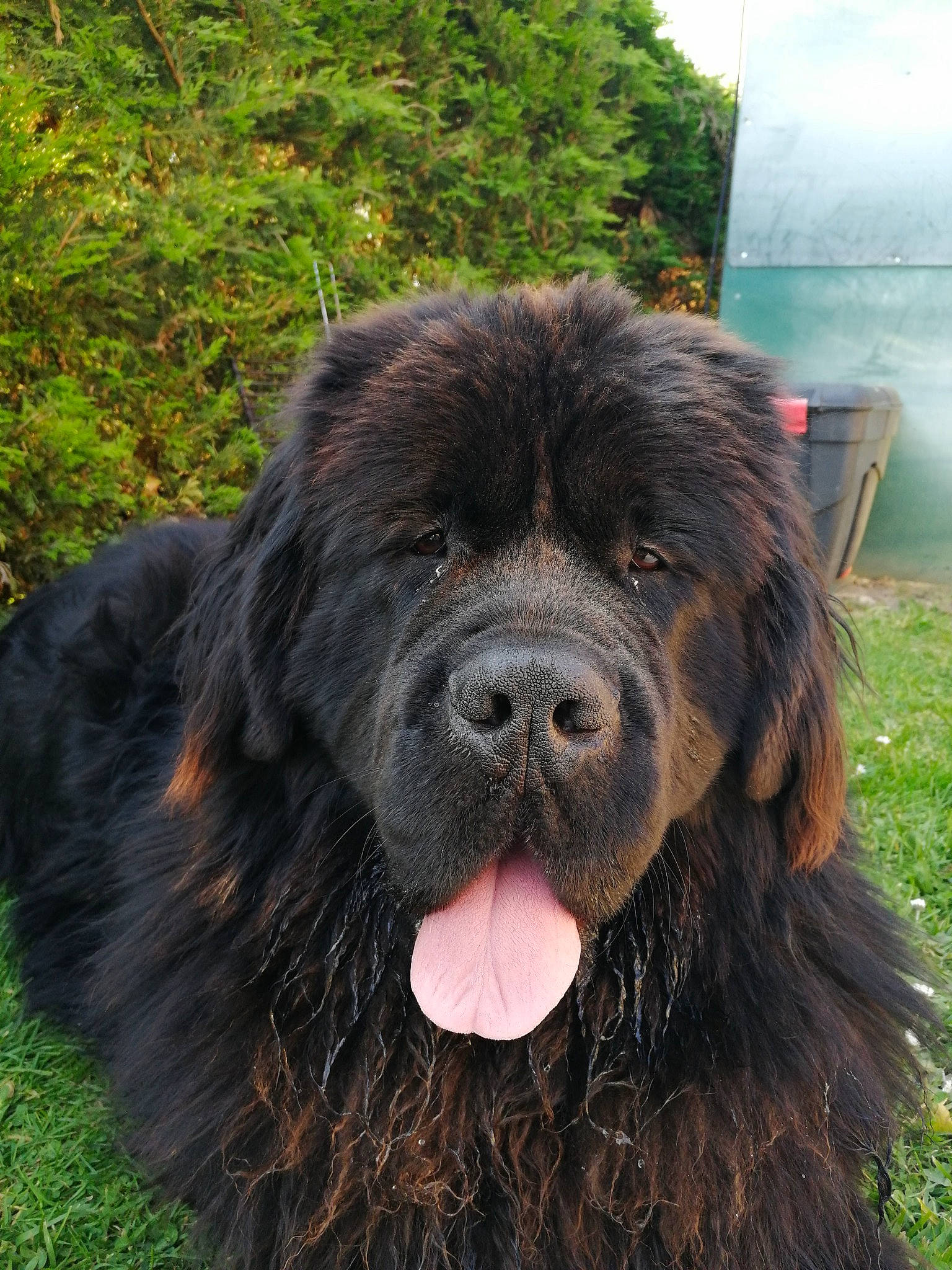 Pearl a rejoint le concours — aidez-le/la à gagner de superbes lots ! canidae, carnivore, cocker_spaniel, companion_dog, dog, dog_breed, fur, gaddi_kutta, grass, hunting_dog, liver, newfoundland, plant, snout, spaniel, sporting_group, terrestrial_animal, water_dog, working_animal, working_dog