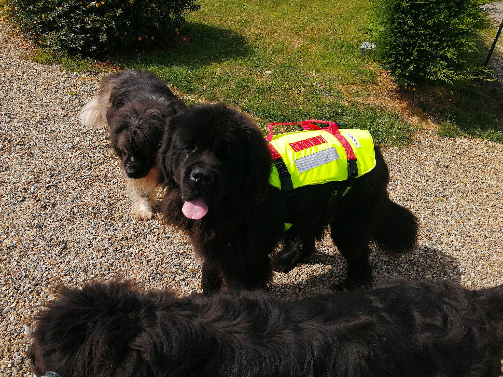 Pearl participe au concours pour gagner de l'argent avec cette photo : canidae, carnivore, collar, companion_dog, dog, dog_breed, dog_collar, dog_supply, fur, grass, leash, leonberger, plant, snout, soil, sporting_group, tail, water_dog, working_animal, working_dog