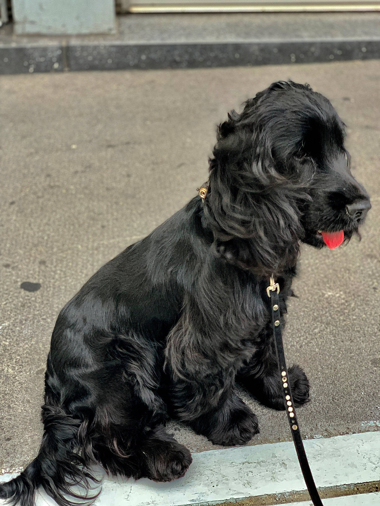 Osca a rejoint le concours — aidez-le/la à gagner de superbes lots ! american_cocker_spaniel, canidae, carnivore, cocker_spaniel, dog, dog_breed, english_cocker_spaniel, german_spaniel, mammal, rare_breed_dog, sitting, snout, spaniel, sporting_group, vertebrate