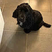 Ugo participe au concours pour gagner de l'argent avec cette photo : dog, black_dog, pet, indoor, floor, tile, looking_up, slipper, footwear, denim, paw, cute, fur, companion, animal, waiting, curious, domestic, home, canine