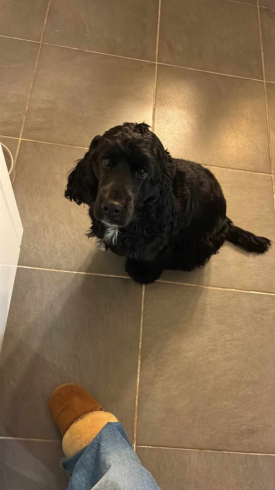 Ugo participe au concours pour gagner de l'argent avec cette photo : dog, black_dog, pet, indoor, floor, tile, looking_up, slipper, footwear, denim, paw, cute, fur, companion, animal, waiting, curious, domestic, home, canine
