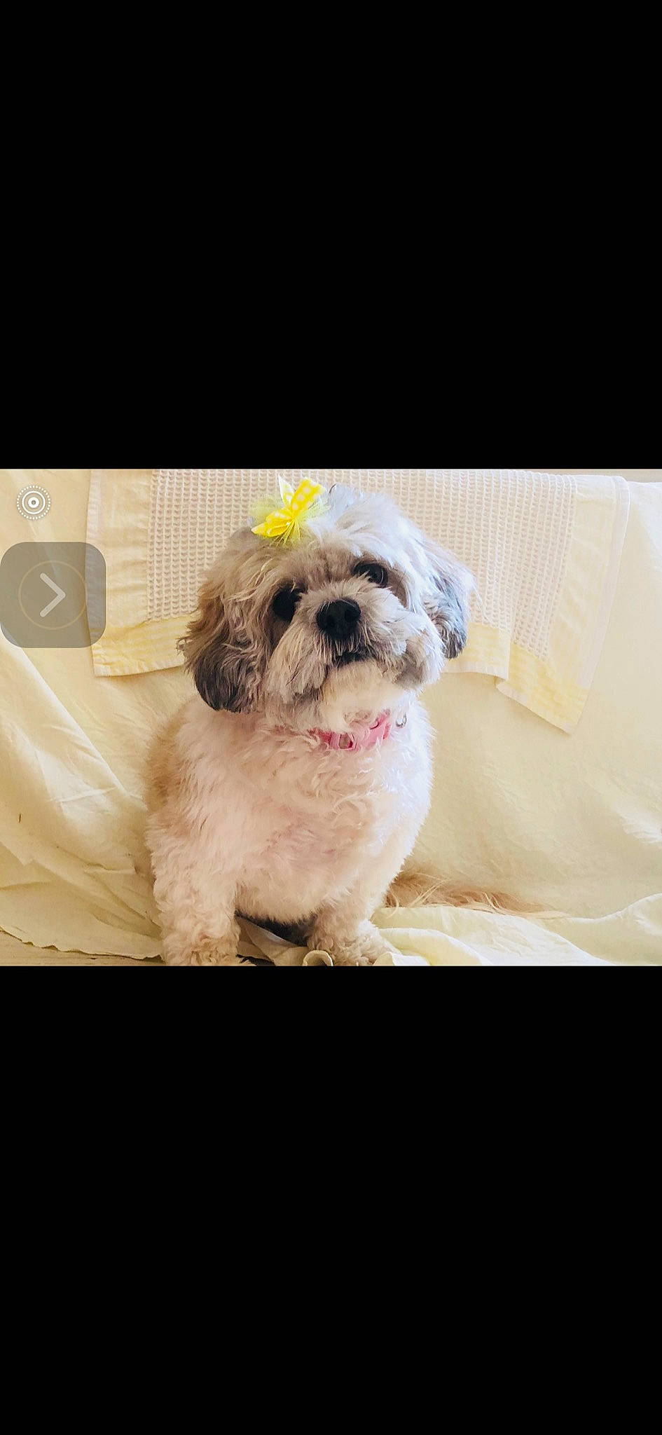 Fluffy is registered to the contest to win money with this photo: canidae, carnivore, chinese_imperial_dog, companion_dog, dog, dog_breed, fur, lhasa_apso, maltepoo, maltese, mammal, non_sporting_group, nose, puppy, rare_breed_dog, shih_tzu, snout, sporting_group, toy_dog, vertebrate