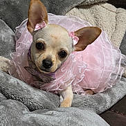 Molly is registered to the contest to win money with this photo: dog, chihuahua, pet, cute, pink_tutu, bow, ears, blanket, soft, fur, small_dog, indoors, animal, lying_down, portrait, adorable, domestic_animal, cozy, looking_at_camera, companion