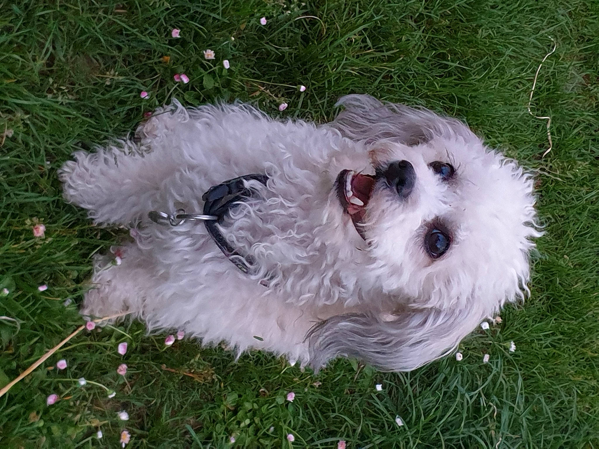 Mila participe au concours pour gagner de l'argent avec cette photo : canidae, carnivore, cockapoo, companion_dog, dog, dog_breed, dog_collar, dog_supply, grass, maltepoo, non_sporting_group, puppy, small_terrier, snout, sporting_group, terrier, toy, toy_dog, water_dog, working_animal