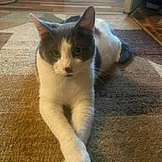 Reno is registered to the contest to win money with this photo: animal, black, carpet, cat, cozy, crossed_paws, cute, domestic_cat, feline, floor, fur, home, indoor, mammal, paws, pet, portrait, relaxed, resting, white