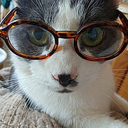 Reno is registered to the contest to win money with this photo: cat, glasses, close_up, animal, pet, whiskers, face, feline, tortoiseshell, eyewear, curious, green_eyes, white_fur, gray_fur, nose, indoor, resting, portrait, cute, soft_texture