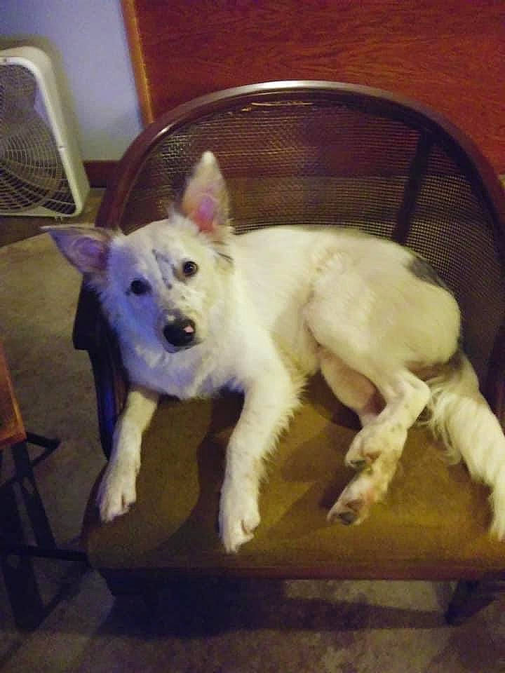 Jackson joined the competition — help win amazing prizes! canidae, carnivore, chair, companion_dog, dog, dog_breed, eye, fawn, fur, jaw, metal, non_sporting_group, small_terrier, snout, sporting_group, tail, terrestrial_animal, terrier, whiskers, working_animal