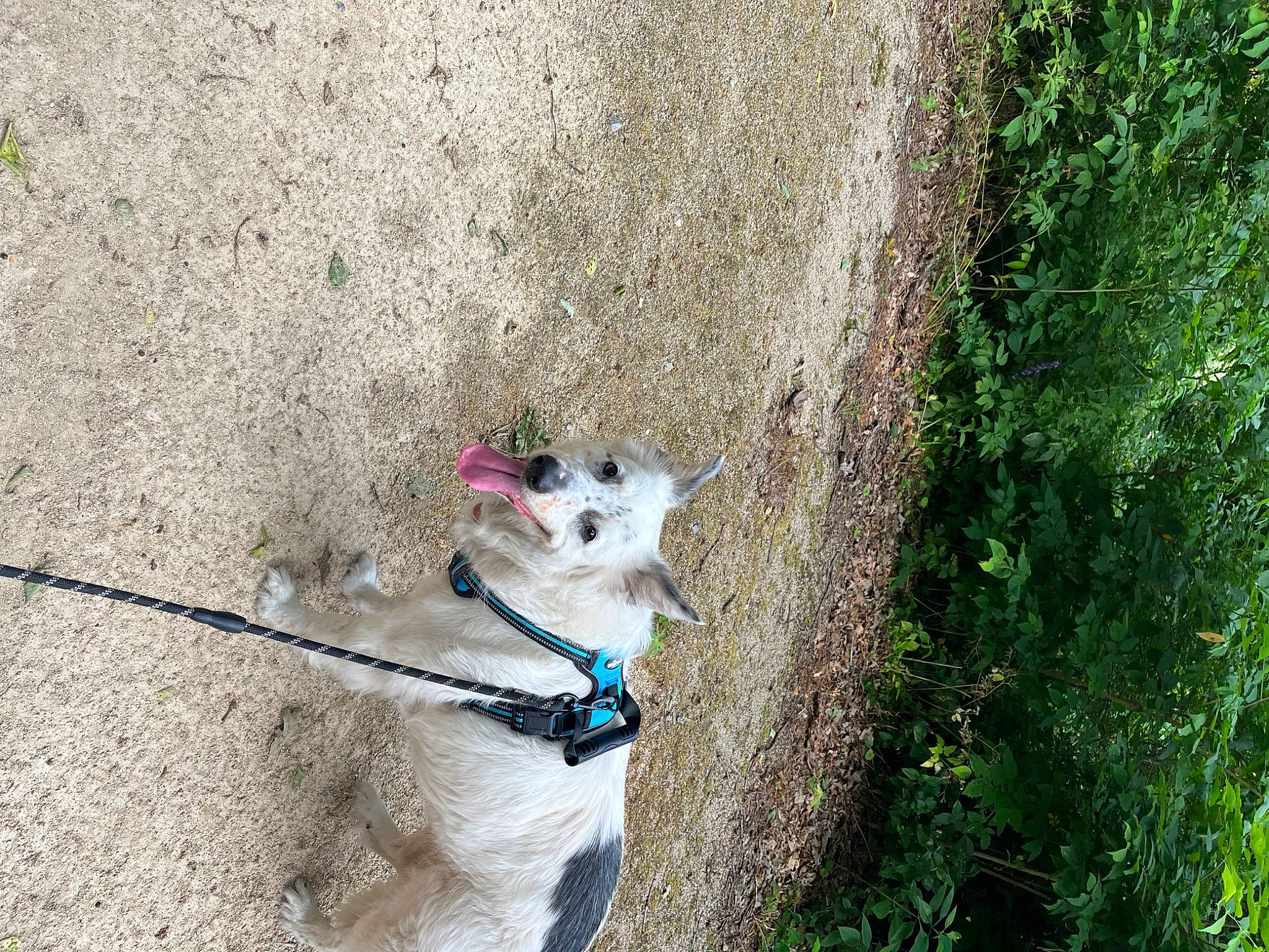 Jackson is registered to the contest to win money with this photo: asphalt, canidae, carnivore, collar, companion_dog, concrete, dog, dog_breed, dog_collar, electric_blue, fawn, grass, leash, pet_supply, plant, snout, soil, tail, tree, working_animal