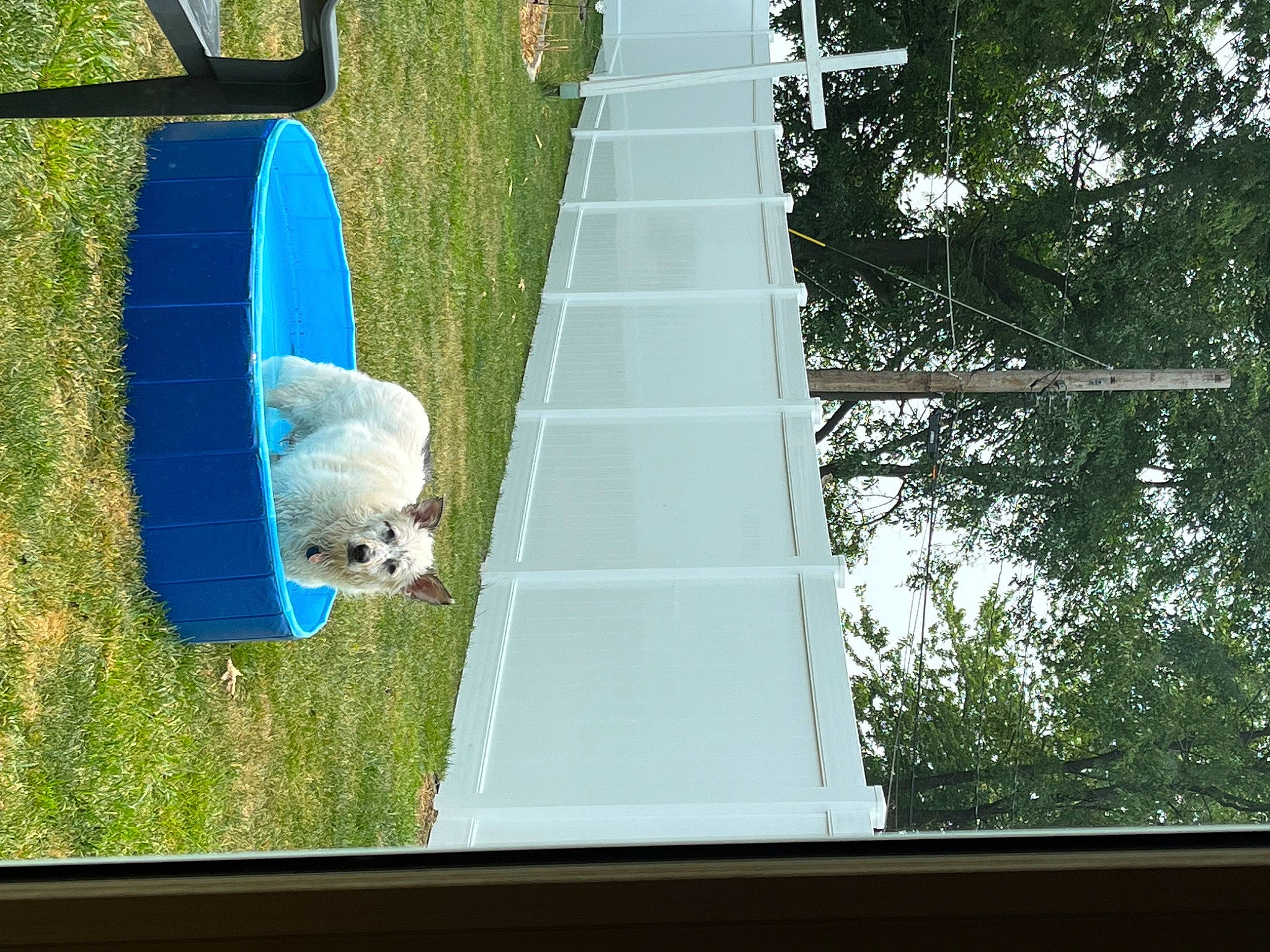 Jackson is registered to the contest to win money with this photo: carnivore, chair, companion_dog, dog, dog_breed, dog_sports, door, electric_blue, glass, grass, leisure, plant, rectangle, sporting_group, terrier, tower, toy_dog, tree, vehicle_door, window