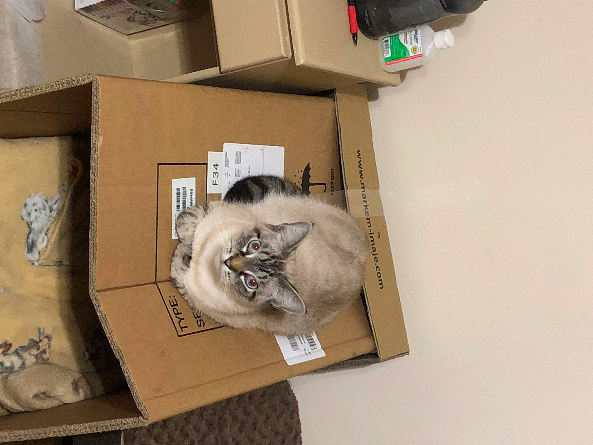 Grumpy is registered to the contest to win money with this photo: art, box, cardboard, carnivore, carton, cat, collection, domestic_short_haired_cat, felidae, font, office_supplies, package_delivery, packaging_and_labeling, packing_materials, paper, paper_product, room, shipping_box, small_to_medium_sized_cats, whiskers