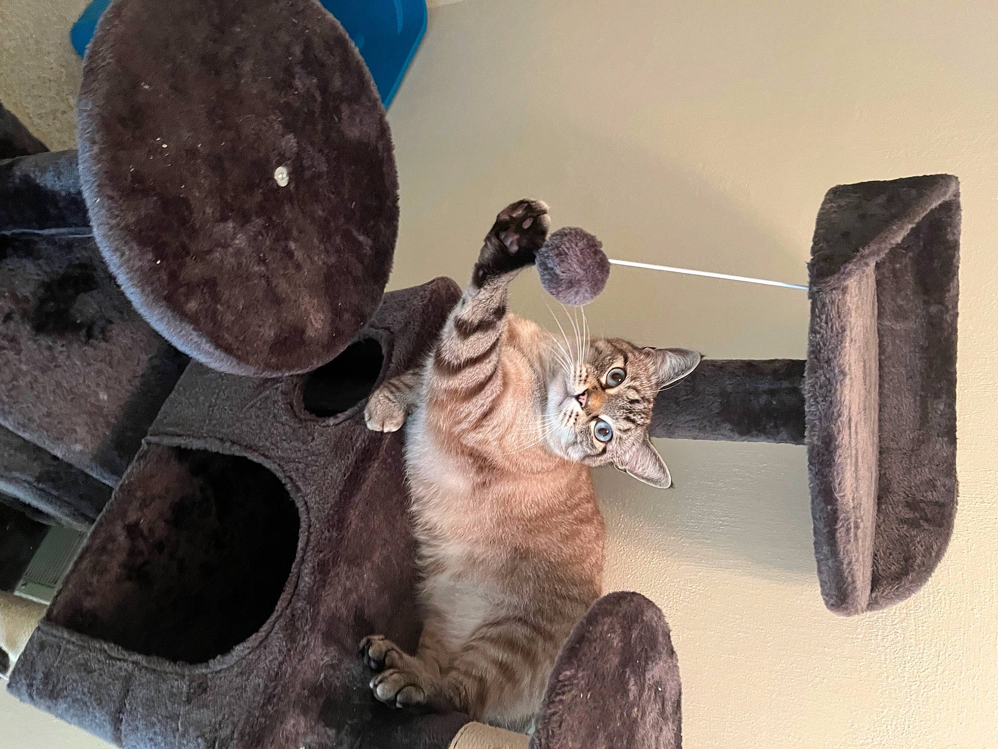 Grumpy joined the competition — help win amazing prizes! art, artifact, carnivore, cat, circle, domestic_short_haired_cat, fawn, felidae, fur, metal, paw, room, small_to_medium_sized_cats, snout, still_life_photography, table, tail, toy, whiskers, wood