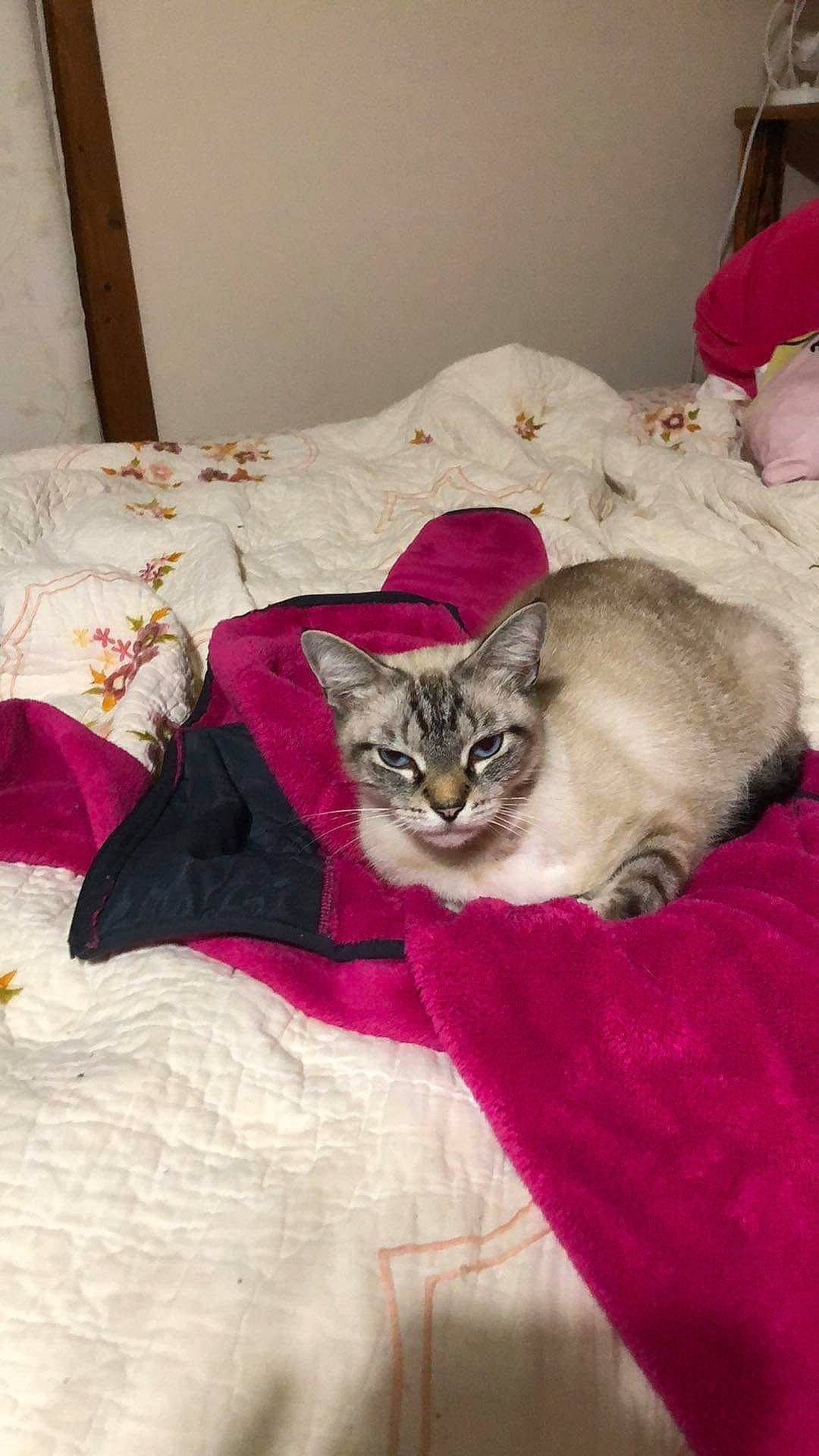 Grumpy is registered to the contest to win money with this photo: bed, bed_sheet, bedding, carnivore, cat, claw, comfort, couch, domestic_short_haired_cat, fawn, felidae, fur, linens, nap, paw, plant, room, small_to_medium_sized_cats, tail, whiskers
