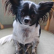 Chi Chi is registered to the contest to win money with this photo: dog, small_dog, black_and_white, long_ears, fluffy_ears, pet, cute, sitting, chair, indoor, animal, fur, face, ears, looking, portrait, domestic_animal, companion, cute_pet, adorable