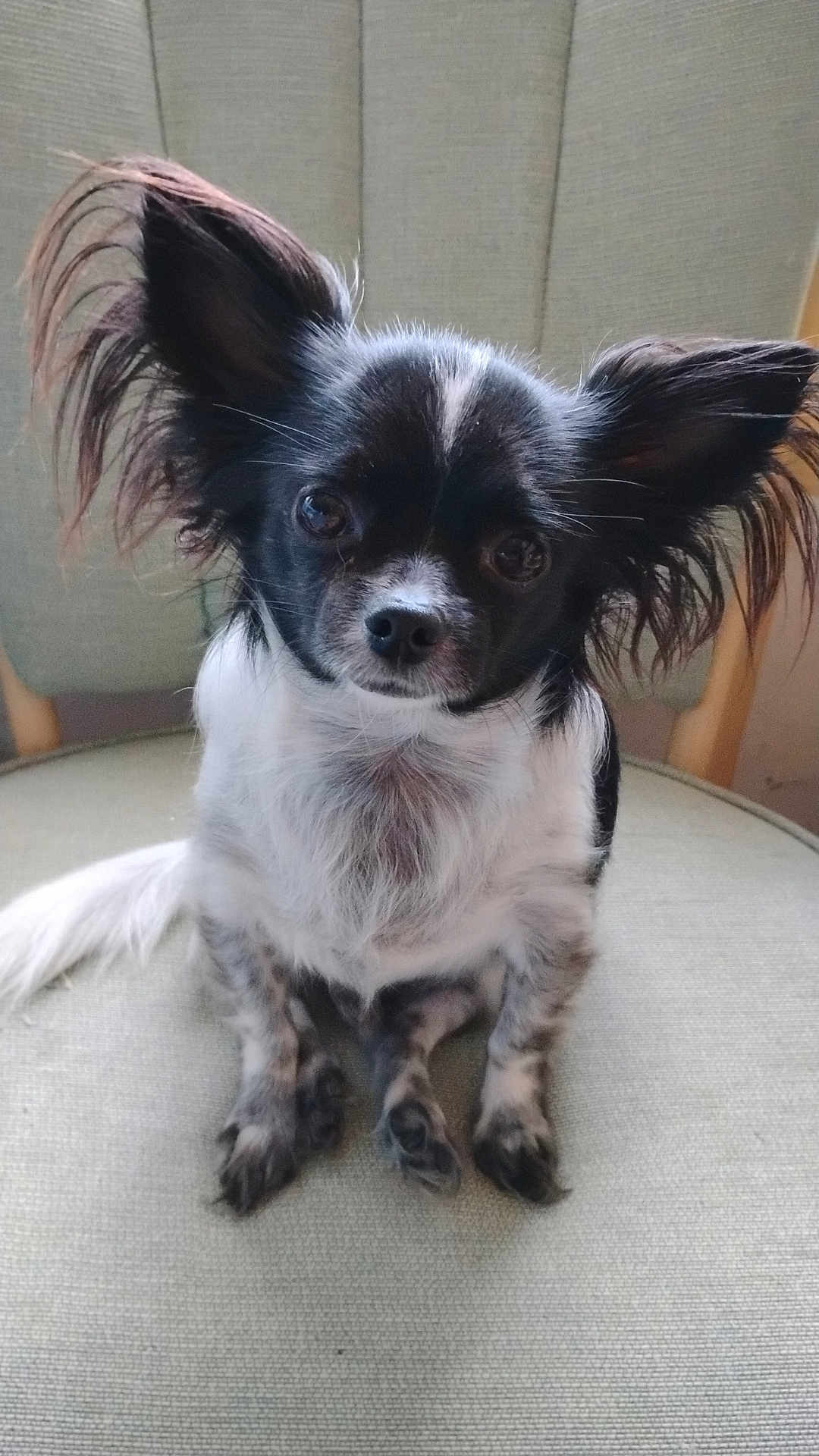 Chi Chi