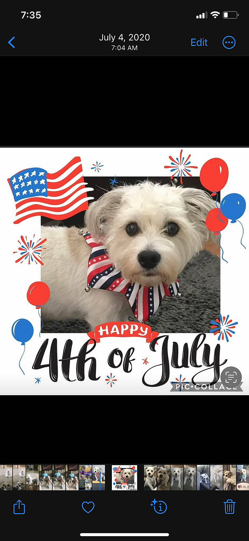 Jersey joined the competition — help win amazing prizes! advertising, brand, canidae, carnivore, companion_dog, dog, dog_breed, dog_supply, event, flag_of_the_united_states, font, fur, graphics, logo, non_sporting_group, photo_caption, small_terrier, sporting_group, terrier, toy_dog