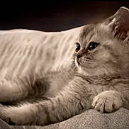 Lana is registered to the contest to win money with this photo: kitten, cat, animal, pet, feline, cute, fur, whiskers, paw, relaxing, indoor, cozy, soft, stretching, closeup, young, sleepy, resting, domestic, companion