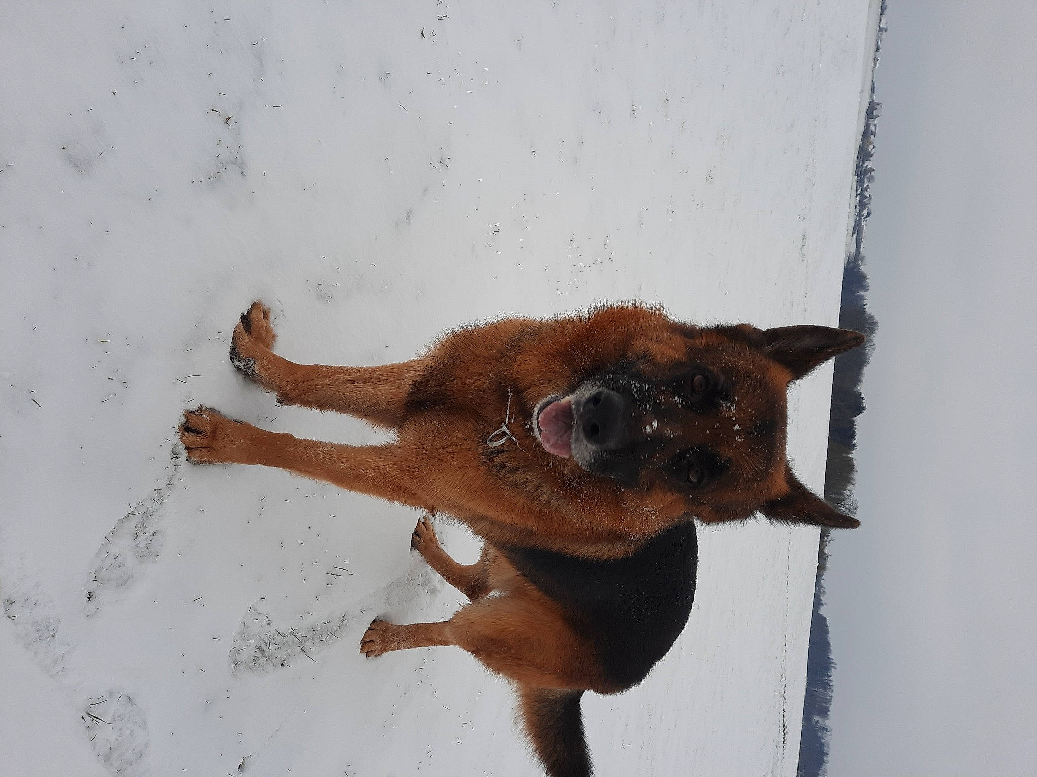 Ades participe au concours pour gagner de l'argent avec cette photo : balance, biting, canidae, carnivore, claw, dog, dog_breed, fawn, fur, liver, snow, sporting_group, tail, terrestrial_animal, wildlife, winter, working_animal