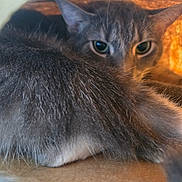 Lane is registered to the contest to win money with this photo: cat, animal, feline, fur, eyes, pet, indoor, closeup, curious, cute, whiskers, tabby, muzzle, resting, looking, soft, cozy, domestic, ears, background