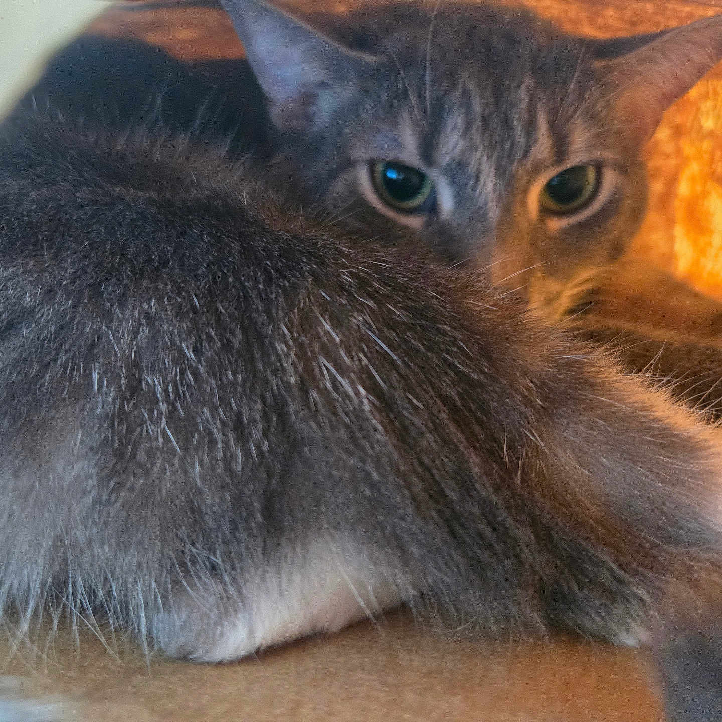 Lane is registered to the contest to win money with this photo: cat, animal, feline, fur, eyes, pet, indoor, closeup, curious, cute, whiskers, tabby, muzzle, resting, looking, soft, cozy, domestic, ears, background