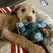 Allie is registered to the contest to win money with this photo: puppy, dog, toy, stuffed_animal, blanket, pet, cute, fur, animal, indoor, lying_down, brown_fur, closeup, young_dog, soft_toy, comfort, resting, looking_at_camera, cozy, domestic_animal