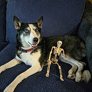 Tesla is registered to the contest to win money with this photo: dog, husky, blue_eyes, couch, indoor, pet, plastic_skeleton, toy, black_and_white_fur, collar, relaxed, seated, furniture, playful, animal, companion, home, cute, alert, resting